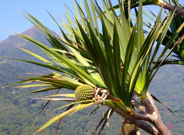 Cách trang trí nhà theo phong thủy cho người tuổi Tuất 19