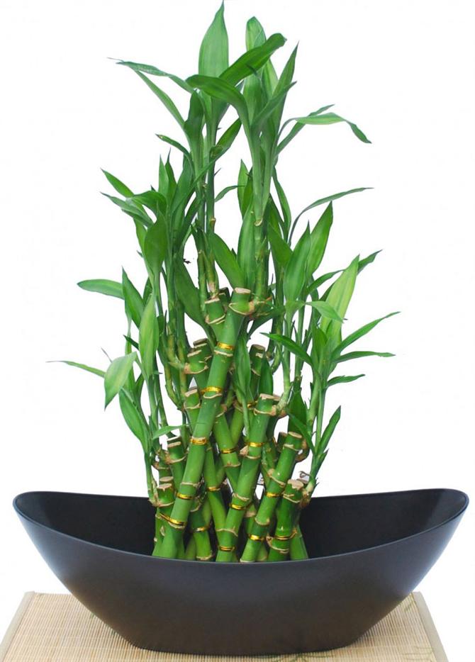 Trồng cây phất dụ - phát tài sẽ mang lại may mắn cho gia chủ 5 Trồng cây phất dụ - phát tài sẽ mang lại may mắn cho gia chủ | ảnh 6