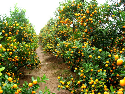 Cách chọn đào, quất theo phong thủy đón Tết 7 Cách chọn đào, quất theo phong thủy đón Tết | ảnh 8