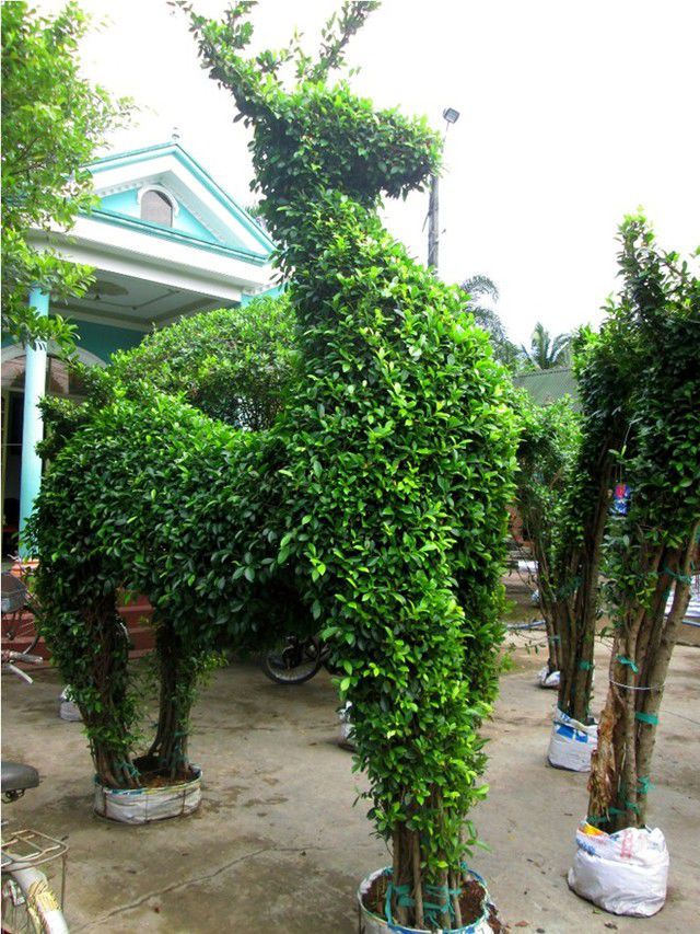 cây cảnh hợp phong thủy nhà ở