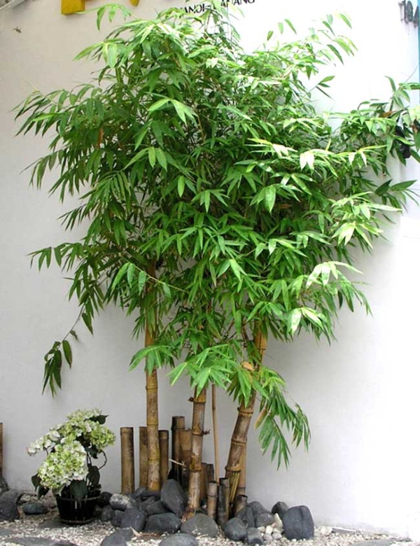 Những loại cây xanh tốt cho phong thủy nhà ở 2