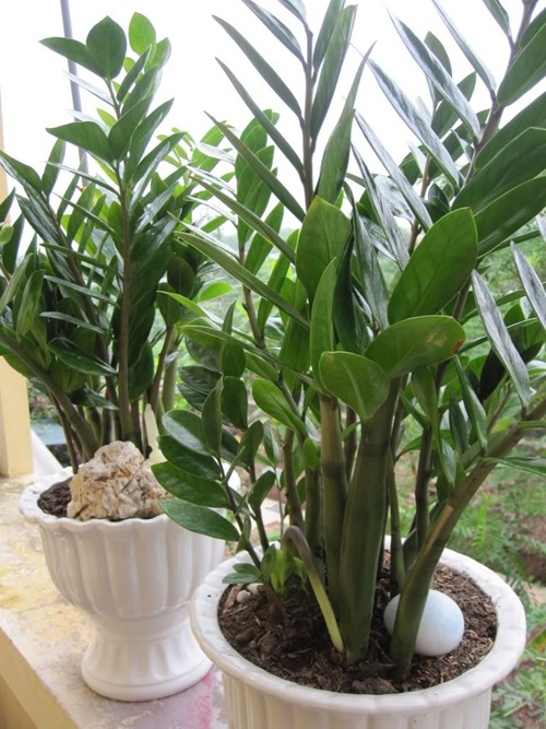 Cách bài trí cây ngày Tết để rước tài lộc 3 Cách bài trí cây ngày Tết để rước tài lộc | ảnh 4