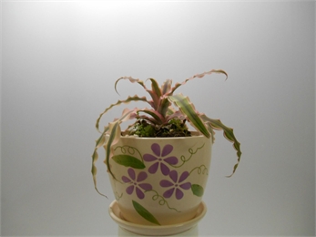 Những loại cây cảnh mang lại điềm may trong năm mới 17 Những loại cây cảnh mang lại điềm may trong năm mới 17