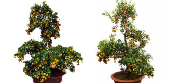 Bí quyết chọn cây cảnh mang tài lộc đến nhà trong năm mới 5 Bí quyết chọn cây cảnh mang tài lộc đến nhà trong năm mới 5