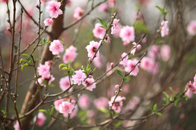 Cách chọn đào, quất theo phong thủy đón Tết 2 Cách chọn đào, quất theo phong thủy đón Tết | ảnh 3