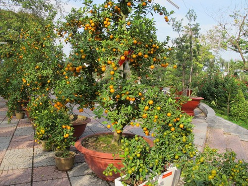 Cách bài trí cây ngày Tết để rước tài lộc Cách bài trí cây ngày Tết để rước tài lộc | ảnh 1