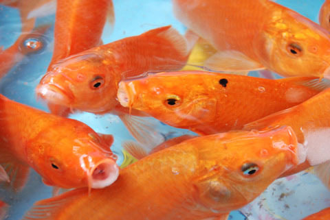 Cách lựa chọn cá cảnh đem lại may mắn 1 Cách lựa chọn cá cảnh đem lại may mắn | ảnh 2