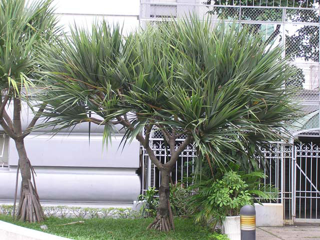 Trồng cây phất dụ - phát tài sẽ mang lại may mắn cho gia chủ 1 Trồng cây phất dụ - phát tài sẽ mang lại may mắn cho gia chủ | ảnh 2