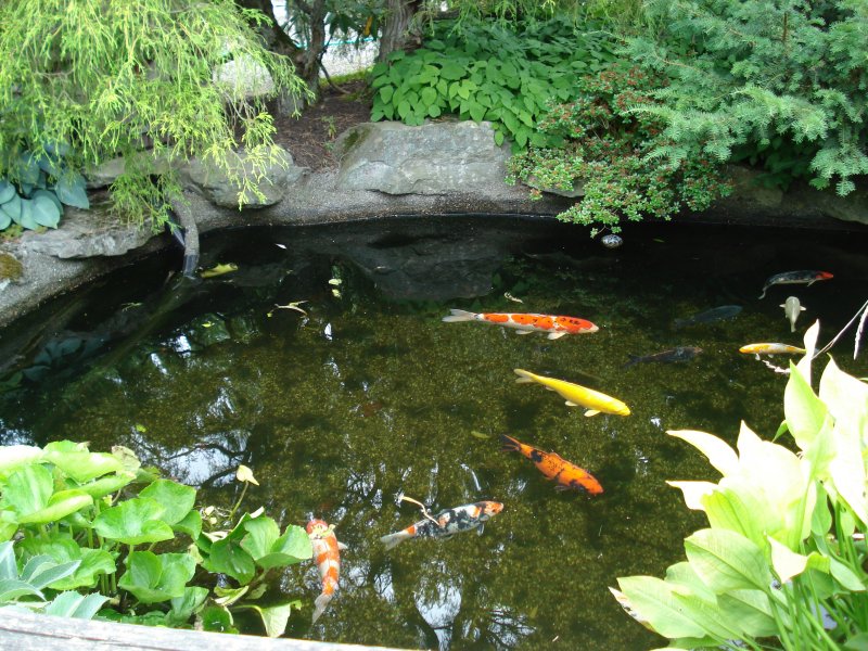 Ao hồ trong nhà - Họa nhiều hơn phúc (P1) 2