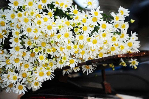 Tăng thêm nguồn khí tốt cho ngôi nhà với các loài hoa 2 Tăng thêm nguồn khí tốt cho ngôi nhà với các loài hoa 2