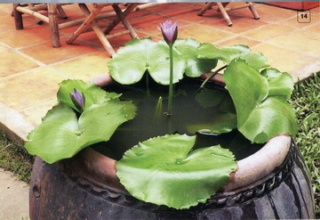 Bố trí cây xanh hài hòa phong thuỷ 12