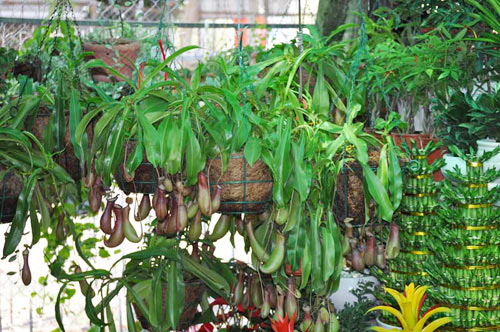 Dây nắp ấm giữ hạnh phúc dài lâu Dây nắp ấm giữ hạnh phúc dài lâu | ảnh 1