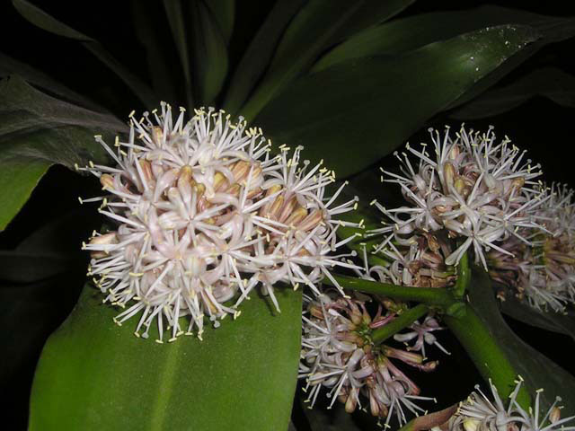 Trồng cây phất dụ - phát tài sẽ mang lại may mắn cho gia chủ 2 Trồng cây phất dụ - phát tài sẽ mang lại may mắn cho gia chủ | ảnh 3