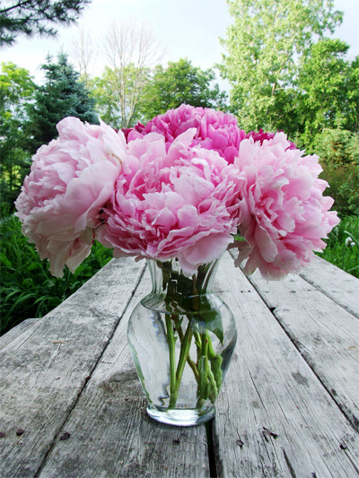 Tăng thêm nguồn khí tốt cho ngôi nhà với các loài hoa Tăng thêm nguồn khí tốt cho ngôi nhà với các loài hoa