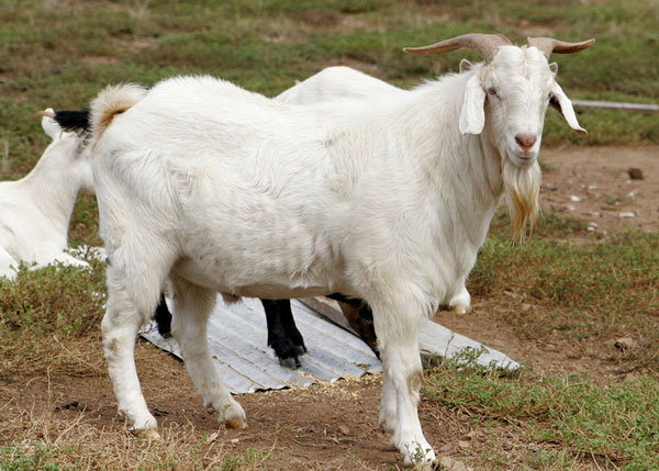 con dê