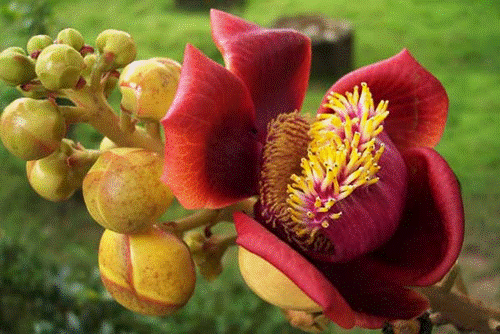 hướng nhà