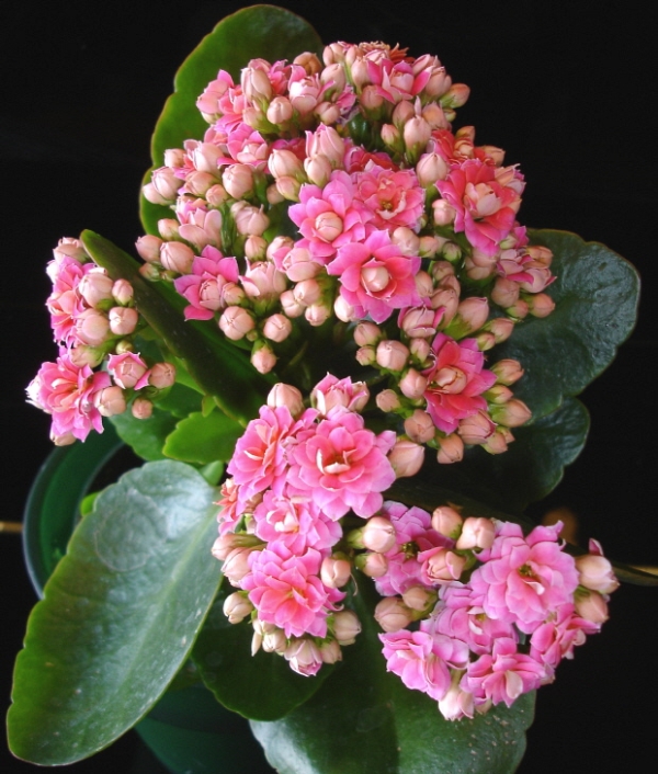 Những loại cây xanh tốt cho phong thủy nhà ở 13