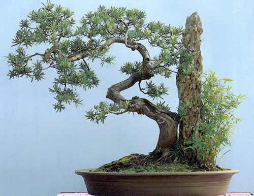 cây cảnh phong thủy