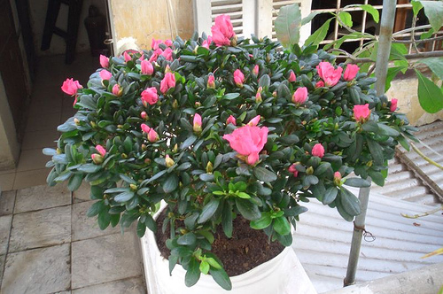 Loại cây cảnh nào giúp gia chủ phát tài? 2