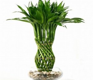 Trồng cây phất dụ - phát tài sẽ mang lại may mắn cho gia chủ 3 Trồng cây phất dụ - phát tài sẽ mang lại may mắn cho gia chủ | ảnh 4