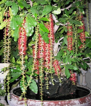 Bố trí cây xanh hợp vị trí giúp cân bằng âm dương Bố trí cây xanh hợp vị trí giúp cân bằng âm dương | ảnh 1