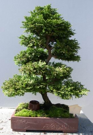 Những loại cây cảnh mang lại điềm may trong năm mới 7 Những loại cây cảnh mang lại điềm may trong năm mới 7