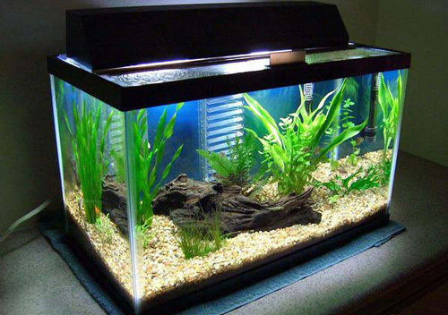 Đặt bể cá cảnh theo phong thủy thế nào cho đúng? 7 Đặt bể cá cảnh theo phong thủy thế nào cho đúng? 7