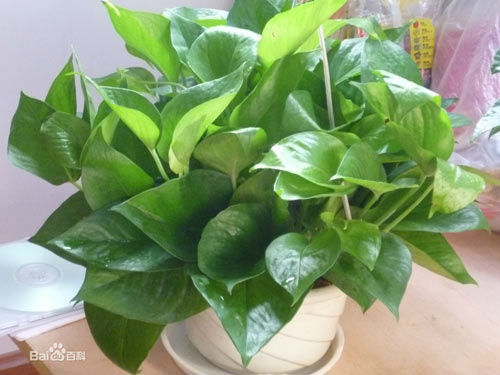 hướng nhà