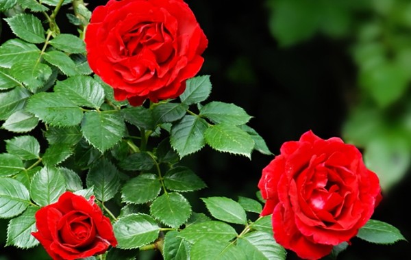 Cách trang trí nhà theo phong thủy cho người tuổi Tuất 13