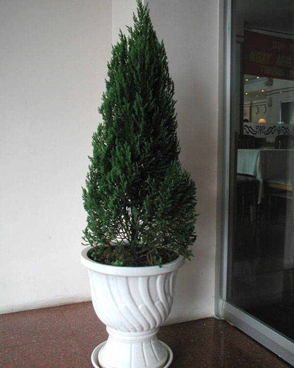 Những loại cây xanh tốt cho phong thủy nhà ở 5