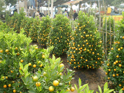 Cách chọn đào, quất theo phong thủy đón Tết 8 Cách chọn đào, quất theo phong thủy đón Tết | ảnh 9