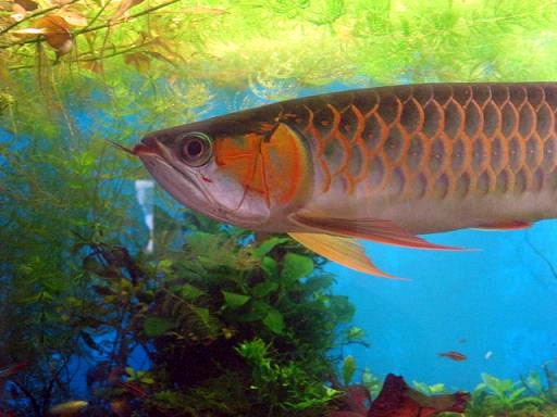 Văn phòng phát tài nhờ nuôi cá kim long Văn phòng phát tài nhờ nuôi cá kim long | ảnh 1