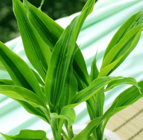 Trang trí nhà theo phong thủy đối với người mệnh thủy 16