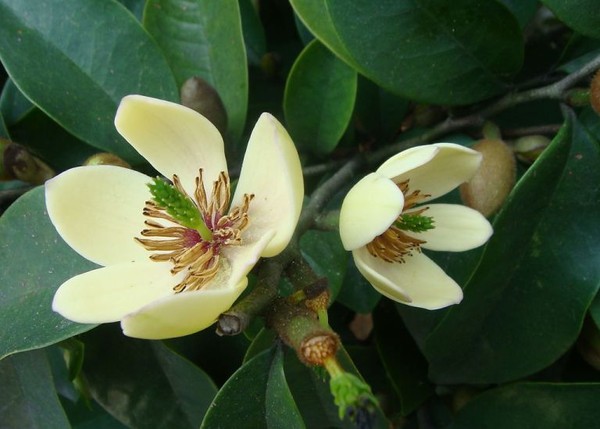 Cách trang trí nhà theo phong thủy cho người tuổi Tuất 14