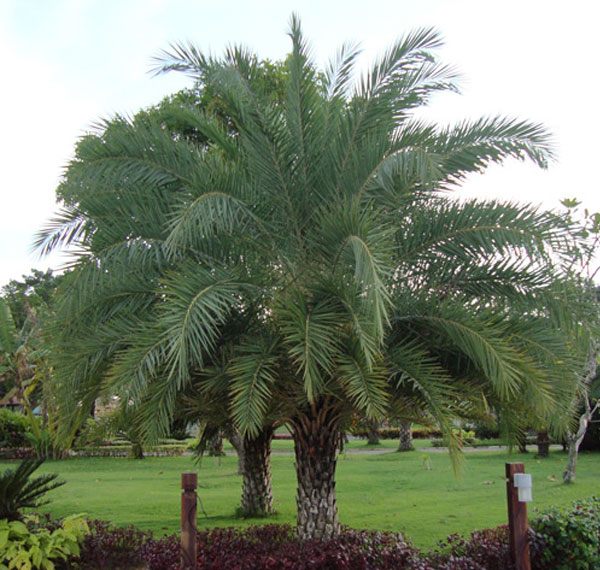 Những loại cây xanh tốt cho phong thủy nhà ở 6