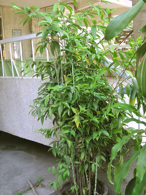 Trồng cây phất dụ - phát tài sẽ mang lại may mắn cho gia chủ 4 Trồng cây phất dụ - phát tài sẽ mang lại may mắn cho gia chủ | ảnh 5