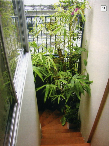 Bố trí cây xanh hài hòa phong thuỷ 10