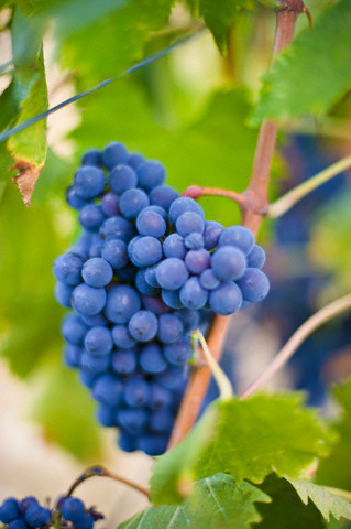 Hoa quả trong phong thủy 2 Hoa quả trong phong thủy | ảnh 3