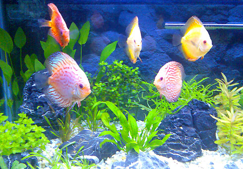 Nuôi con gì để mang lại thịnh vượng cho gia chủ? 1