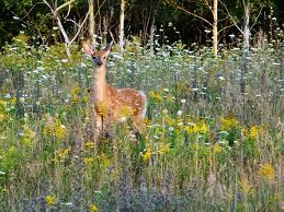 4 biểu tượng phong thủy mang đến sức khỏe và tuổi thọ 4 biểu tượng phong thủy mang đến sức khỏe và tuổi thọ | ảnh 1