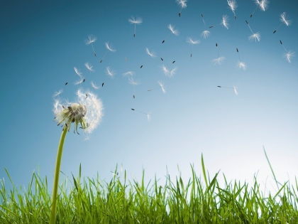 Trồng cây xanh để tránh mọi bệnh tật Trồng cây xanh để tránh mọi bệnh tật | ảnh 1