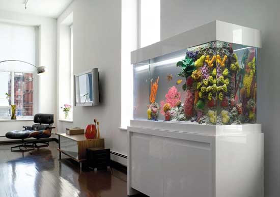 Rước tài lộc vào nhà bằng bể cá cảnh 