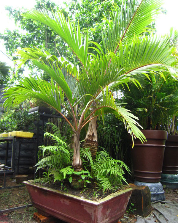 Những loại cây xanh tốt cho phong thủy nhà ở