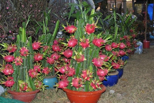 Bí quyết chọn cây cảnh mang tài lộc đến nhà trong năm mới 7