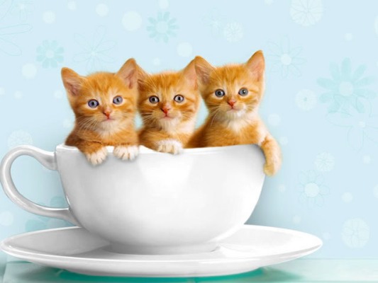 Chọn tuổi xông nhà năm 2014 cho người sinh năm 1987 Đinh Mão