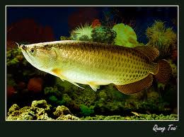 Bài trí nhà cửa theo phong thủy của người Hoa Bài trí nhà cửa theo phong thủy của người Hoa | ảnh 1