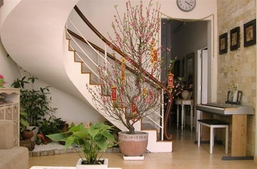 vị trí đặt hoa đào ngày tết