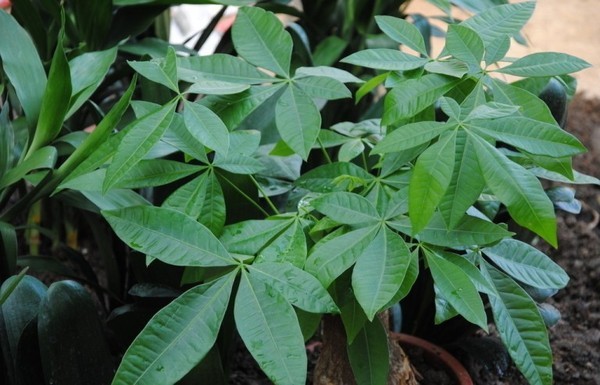 Bí quyết chọn cây cảnh mang tài lộc đến nhà trong năm mới 3 Bí quyết chọn cây cảnh mang tài lộc đến nhà trong năm mới 3