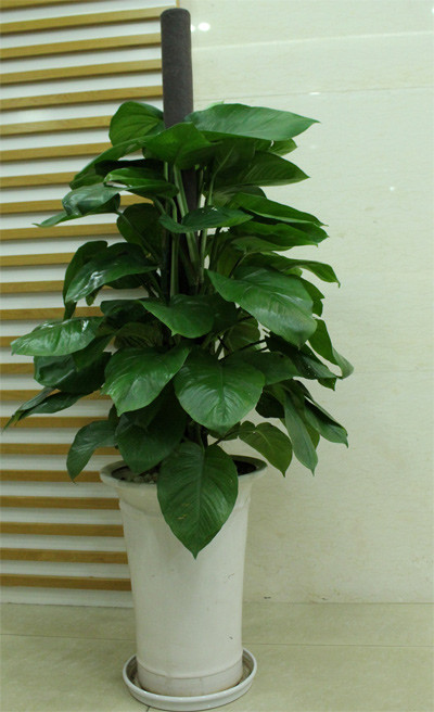 Cách trồng hoa, cây cảnh trong nhà hợp phong thủy Cách trồng hoa, cây cảnh trong nhà hợp phong thủy