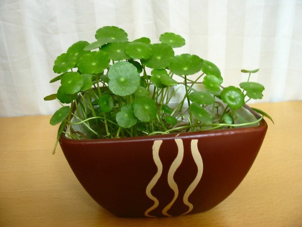 Trang trí nhà theo phong thủy đối với người mệnh thủy 4